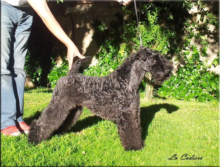 Kerry Blue Terrier de La Cadiera. "Ch. Hada Madrina de La Cadiera. Kerry Blue Terrier de La Cadiera."
