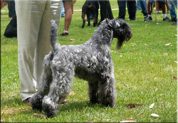Kerry Blue Terrier de La Cadiera. "Ch. Dinnyesvarosi Heves at La Cadiera. Kerry Blue Terrier de La Cadiera."