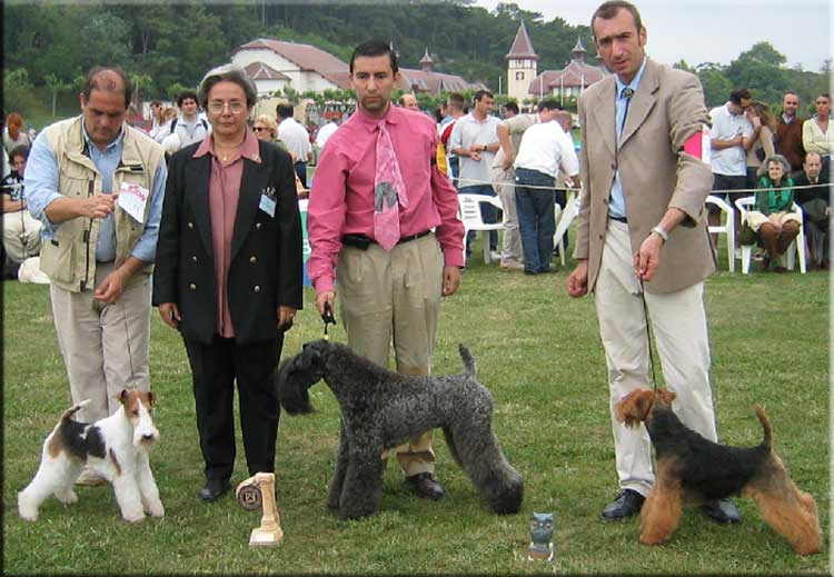 Kerry Blue Terrier de La Cadiera. "Ch. Head Hunter Byzantine Blue at La Cadiera. Kerry Blue Terrier de La Cadiera."