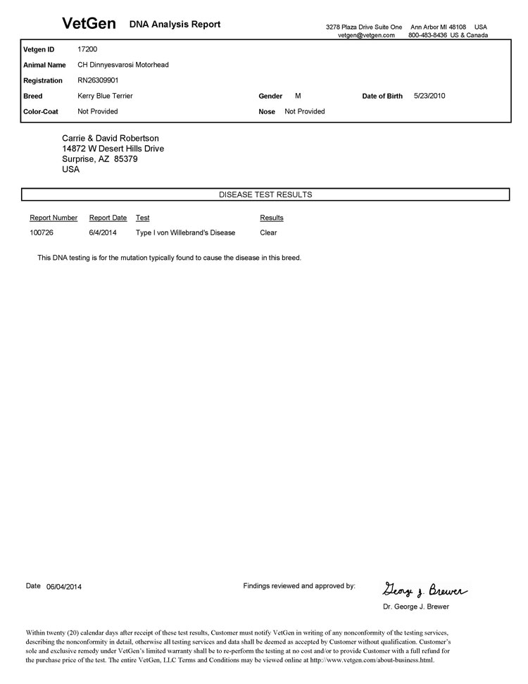 Kerry Blue Terrier de La Cadiera. "Informe Oficial Vetgen Motorhead vWD."