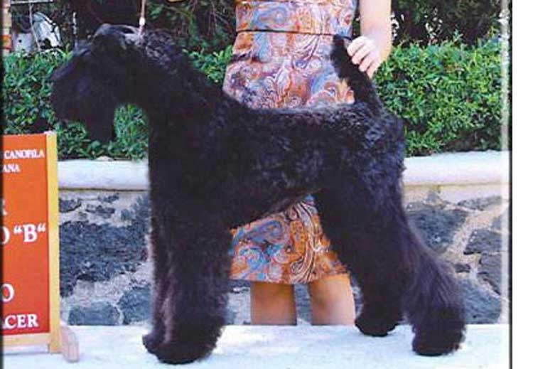 Kerry Blue Terrier de La Cadiera. "Multi Ch. WW. Jacinta de La Cadiera. Kerry Blue Terrier de La Cadiera."