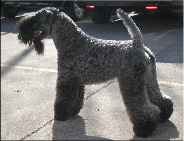 Kerry Blue Terrier de La Cadiera. "Ch. Kerrydom Court Jack Sparrow La Cadiera. Kerry Blue Terrier de La Cadiera."