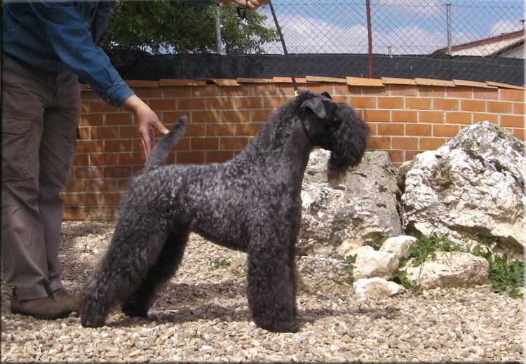 Kerry Blue Terrier de La Cadiera. "El B.I.S. de La Cadiera. Kerry Blue Terrier de La Cadiera."