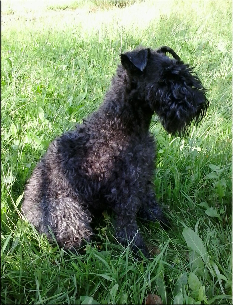 Kerry Blue Terrier de La Cadiera. "Keka, preciosa, en los últimos días de su vida."