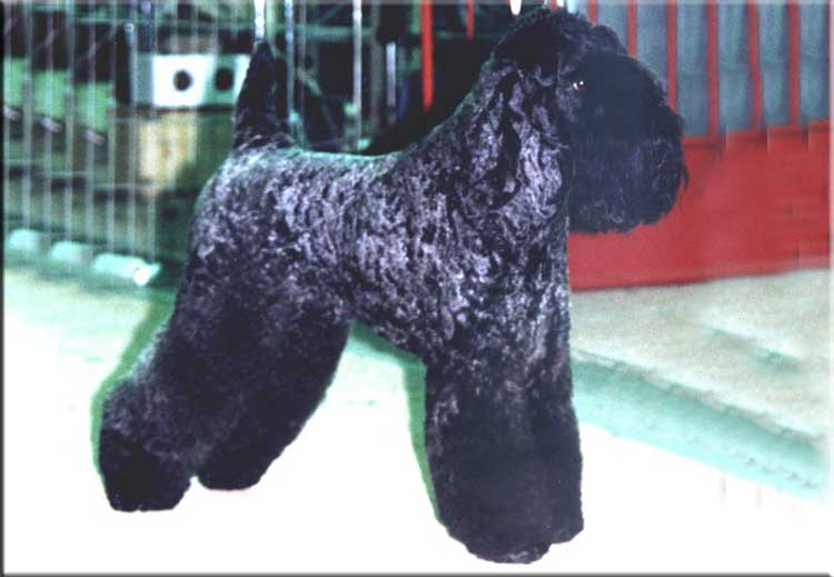 Kerry Blue Terrier de La Cadiera. "Ch. Kim Bassinguer de La Cadiera. Kerry Blue Terrier de La Cadiera."