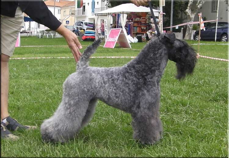 Kerry Blue Terrier de La Cadiera. "Ch. Quick Silver de La Cadiera. Kerry Blue Terrier de La Cadiera."