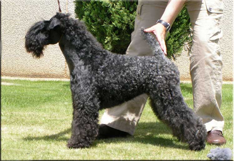 Kerry Blue Terrier de La Cadiera. "La Juli de La Cadiera. Kerry Blue Terrier de La Cadiera."