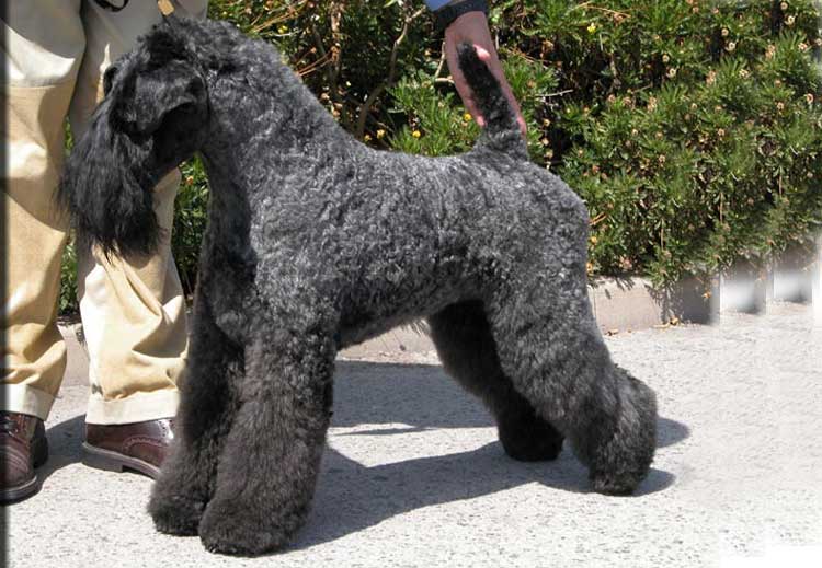 Kerry Blue Terrier de La Cadiera. "Ch. Arigna Anu at La Cadiera. Kerry Blue Terrier de La Cadiera."