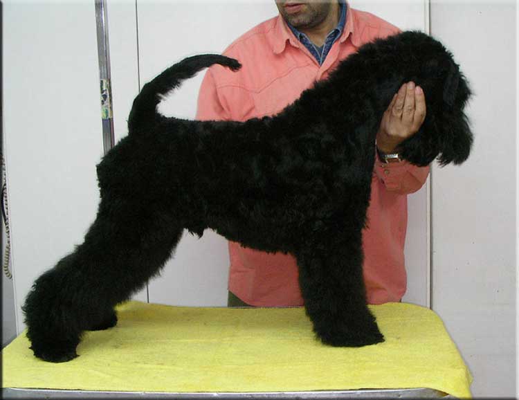 Kerry Blue Terrier de La Cadiera. "Kerrydom Court Leeroy de La Cadiera. Kerry Blue Terrier de La Cadiera."