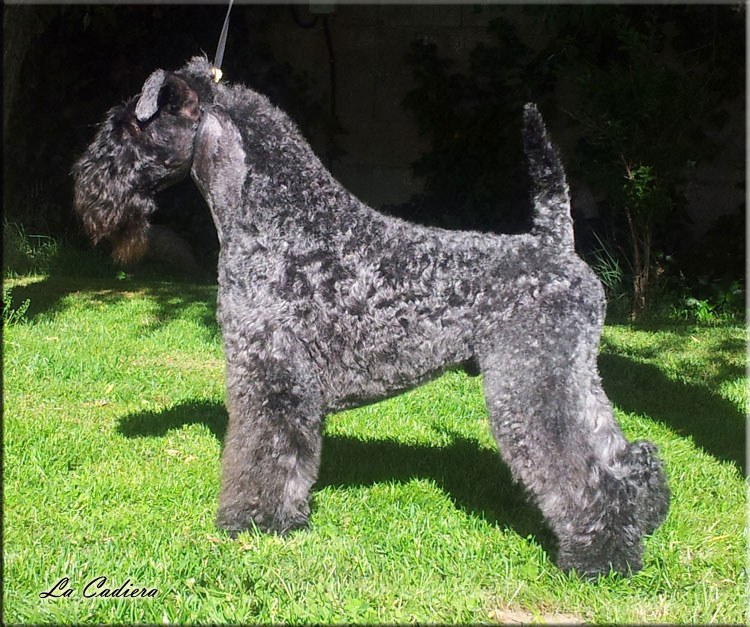 Kerry Blue Terrier de La Cadiera. "Multi Ch. Leto Atreides de La Cadiera. Kerry Blue Terrier de La Cadiera."
