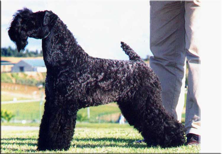 Kerry Blue Terrier de La Cadiera. "Multi Ch. De Ibiut Prays-Blue. Kerry Blue Terrier de La Cadiera."