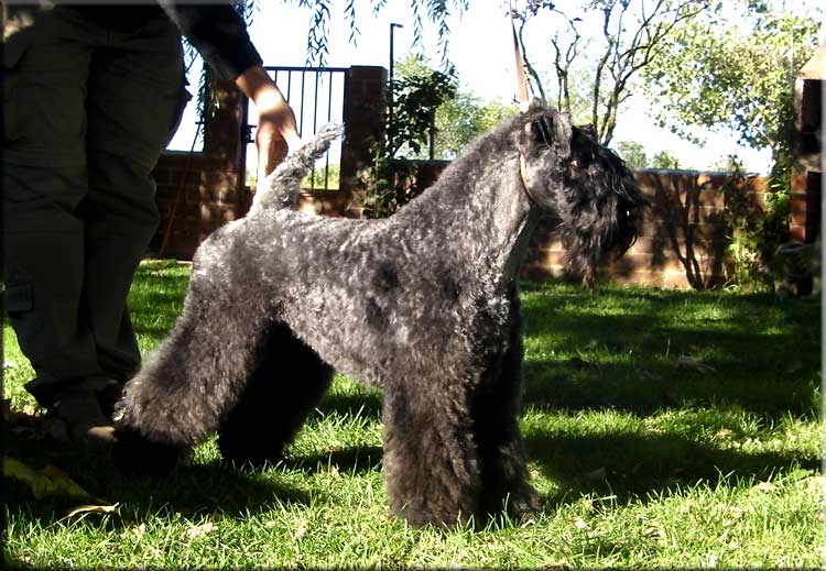 Kerry Blue Terrier de La Cadiera. "Multi Ch. Lolita de La Cadiera. Kerry Blue Terrier de La Cadiera."