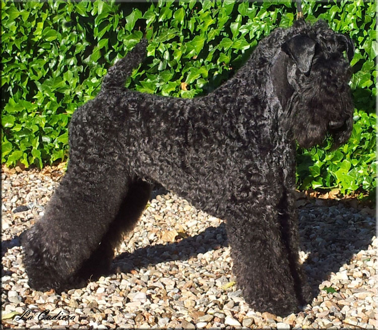 Kerry Blue Terrier de La Cadiera. "El Jedi de La Cadiera. Kerry Blue Terrier de La Cadiera."