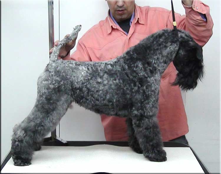 Kerry Blue Terrier de La Cadiera. "Luz de Luna de La Cadiera. Kerry Blue Terrier de La Cadiera."