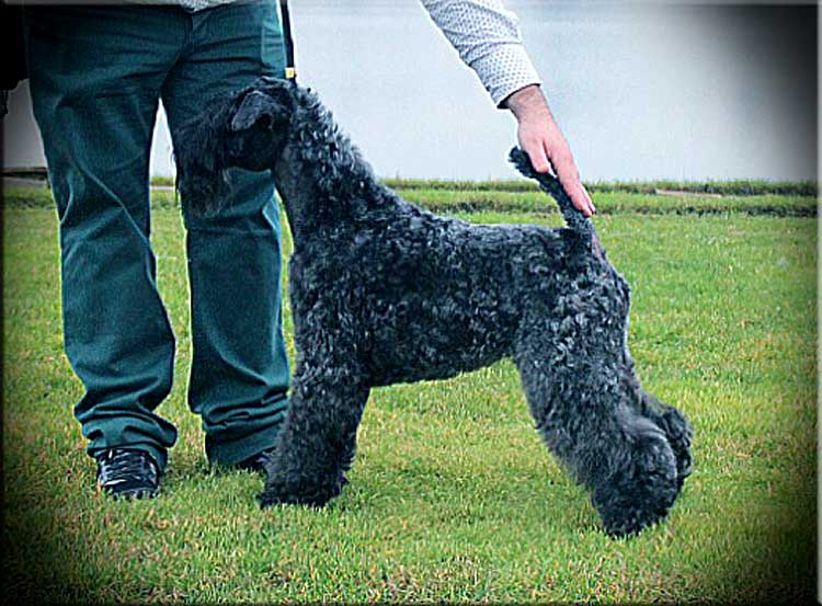 Kerry Blue Terrier de La Cadiera. "Multi Ch. Flor de Azahar de La Cadiera. Kerry Blue Terrier de La Cadiera."