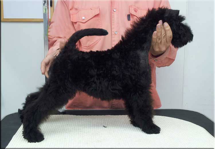 Kerry Blue Terrier de La Cadiera. "Jr. Ch. Bluemont Ena"