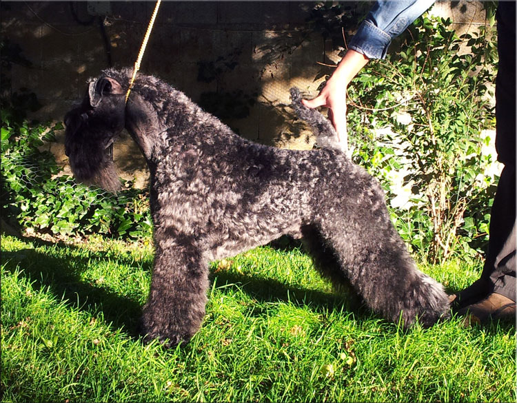 Kerry Blue Terrier de La Cadiera. "Namor de La Cadiera at Clanciarrai. Kerry Blue Terrier de La Cadiera."