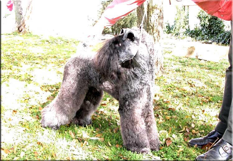 Kerry Blue Terrier de La Cadiera. "Ch. Yaztal de La Cadiera. Kerry Blue Terrier de La Cadiera."