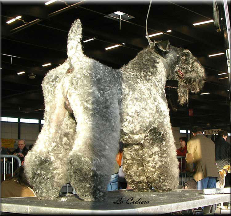 Kerry Blue Terrier de La Cadiera. "Multi. Ch. El Virginiano de La Cadiera"