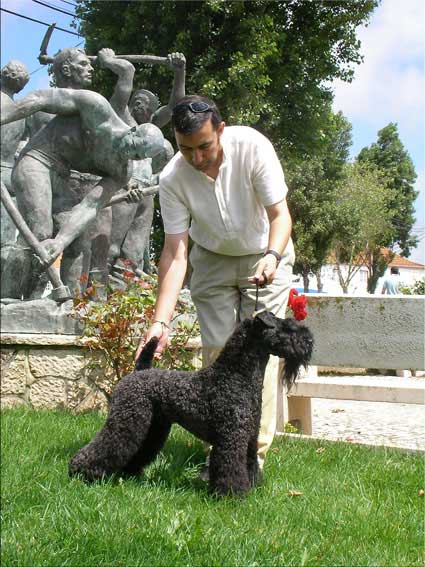 Kerry Blue Terrier de La Cadiera. "Ch. Arkama Rockafella at Kebulak"