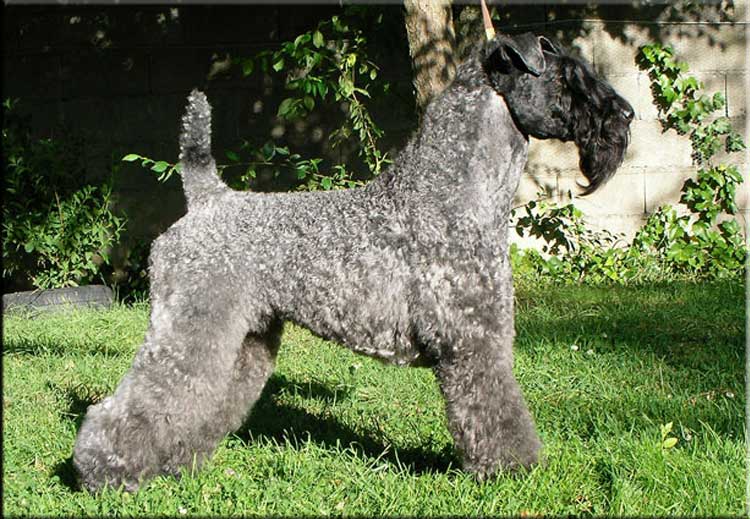 Kerry Blue Terrier de La Cadiera. "European Jr. Multi Ch. Don Mendo de La Cadiera. Kerry Blue Terrier de La Cadiera."