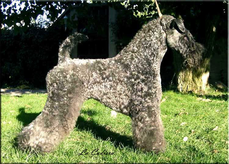 Kerry Blue Terrier de La Cadiera. "Jr. Ch. Dinnyesvarosi MotorHead. 16 months old."