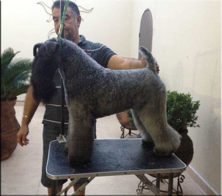 Kerry Blue Terrier de La Cadiera. "Yamakasi de La Cadiera"