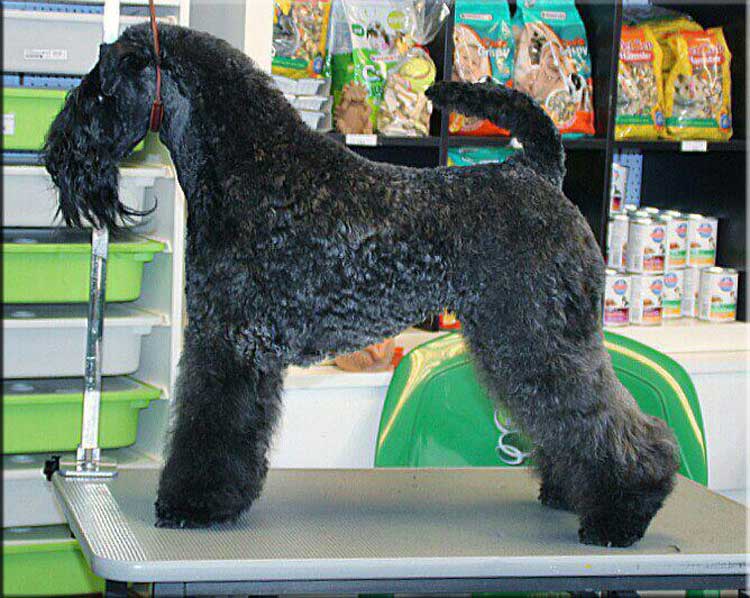 Kerry Blue Terrier de La Cadiera. "Jr. Ch. Yo Soy Saraoz de La Cadiera"
