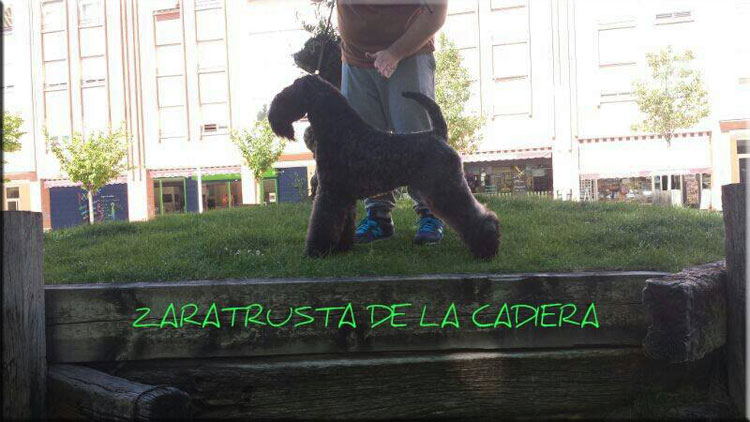 Kerry Blue Terrier de La Cadiera. "Zarazushtra de La Cadiera"