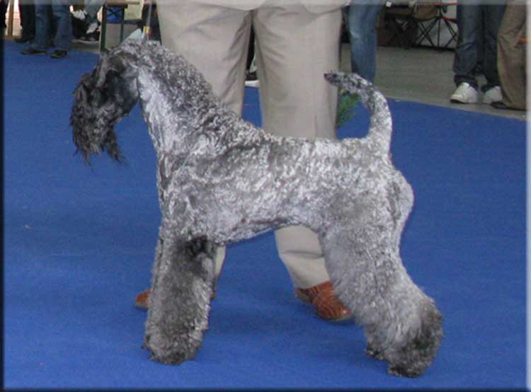 Kerry Blue Terrier de La Cadiera. "Multi Ch. Kerrydom Court Justine for La Cadiera. Kerry Blue Terrier de La Cadiera."