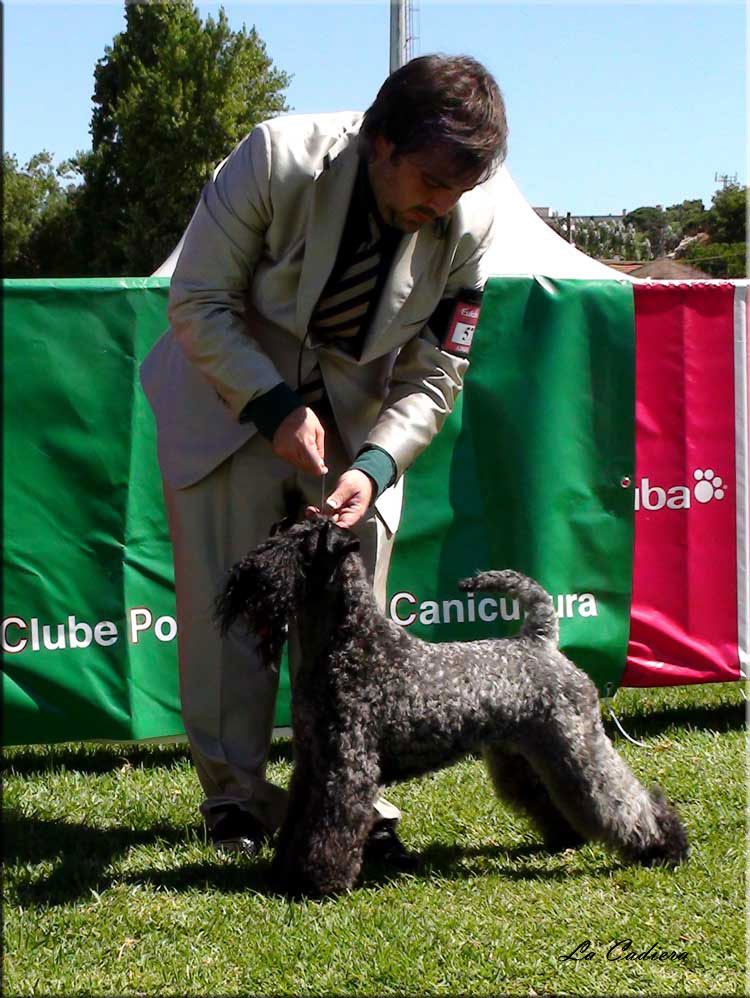 Kerry Blue Terrier de La Cadiera. "Multi Ch. Quinta Esencia de La Cadiera. Kerry Blue Terrier de La Cadiera."