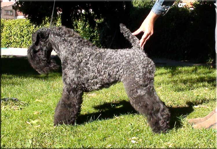 Kerry Blue Terrier de La Cadiera. "Nenufar Urdina de La Cadiera. Kerry Blue Terrier de La Cadiera."