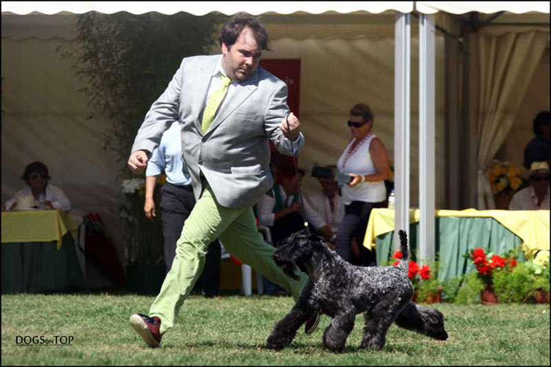 Kerry Blue Terrier de La Cadiera. "Multi Ch. Viña Urdina de La Cadiera. Kerry Blue Terrier de La Cadiera."