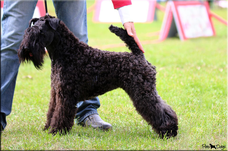 Kerry Blue Terrier de La Cadiera. "La Cadiera Geisha (13 meses) Hembra - Bitch"