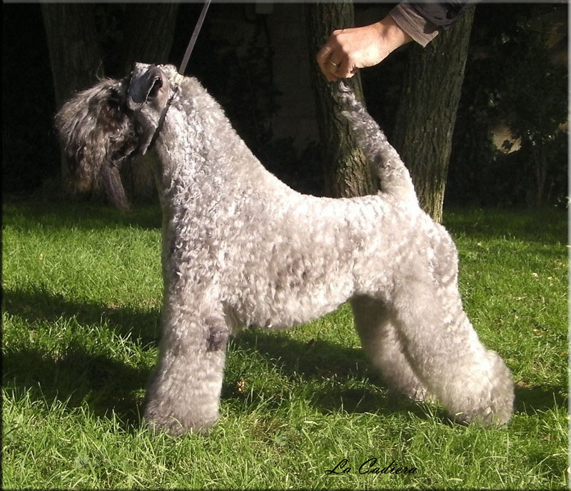 Kerry Blue Terrier de La Cadiera. "Ekstrim Show Norway de La Cadiera"
