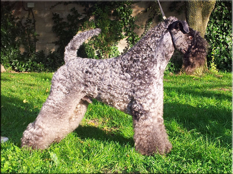 Kerry Blue Terrier de La Cadiera. "Jr. Ch. & Ch. Watson de La Cadiera"
