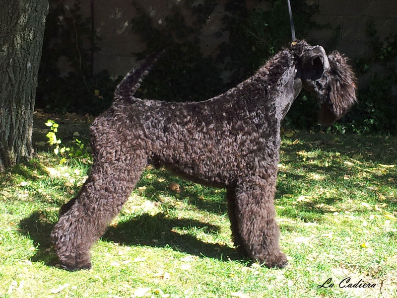 Kerry Blue Terrier de La Cadiera. "Volzhskiy Arkos Zippo de La Cadiera"